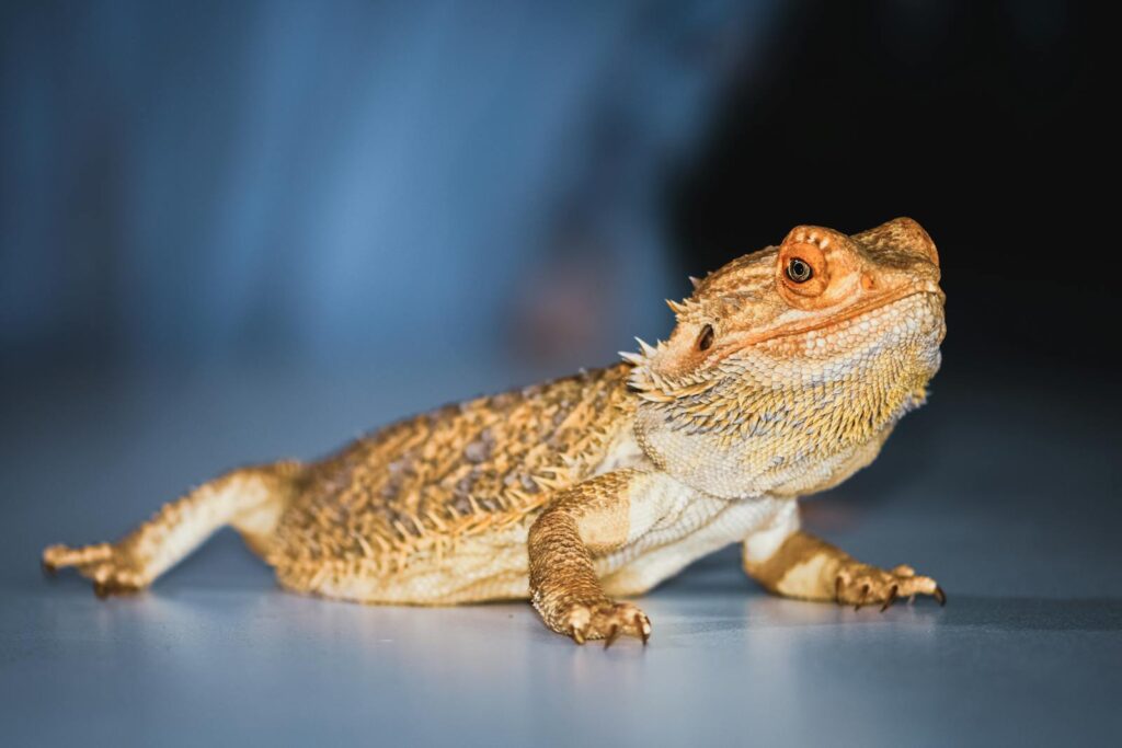A detailed view of a bearded dragon lizard showcasing texture and color contrast.