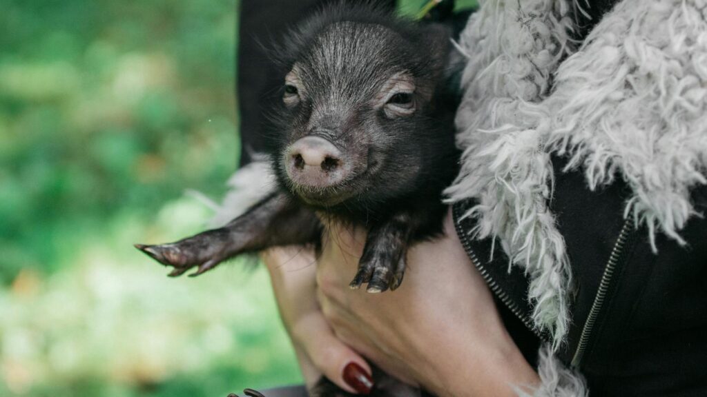 A close-up shot of a person holding a small piglet, emphasizing pet care and bonding with animals.
