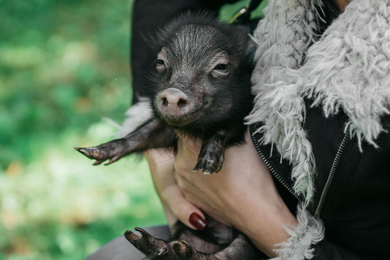 A close-up shot of a person holding a small piglet, emphasizing pet care and bonding with animals.