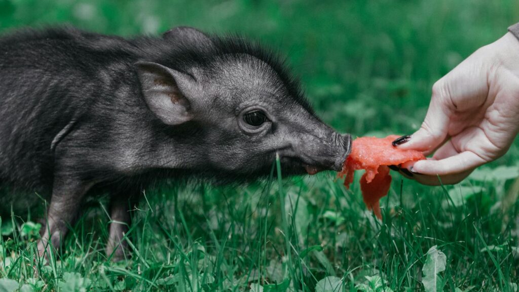 A cute piglet enjoys a piece of watermelon in a grassy outdoor setting, highlighting a playful pet moment.