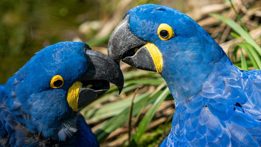 Two vibrant blue parrots with yellow accents in a natural setting.