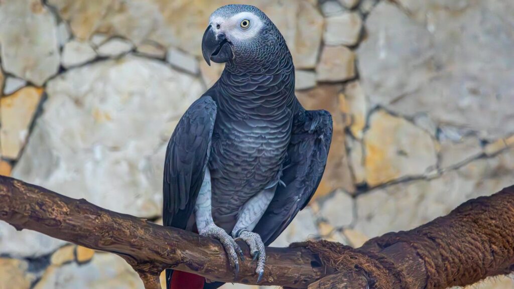 A striking African Grey Parrot perched on a branch against a textured stone background.