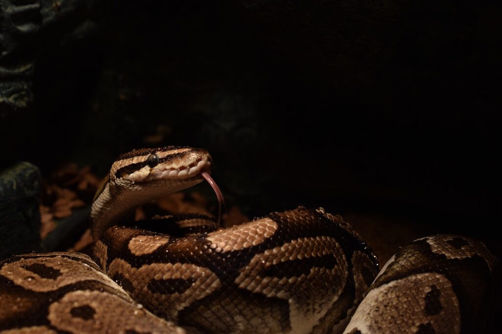 ball python, snakehead, yellow, serpent tongue, choke snake, python regius, creeping animal, mouse hunter, ball python, ball python, ball python, ball python, ball python