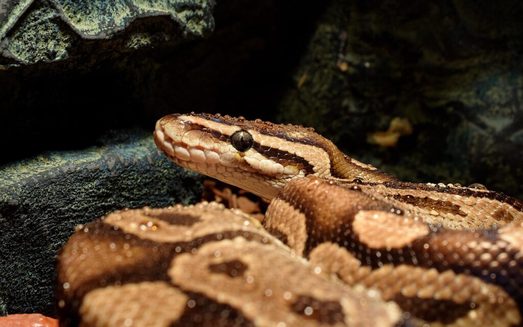 snakehead, waterdrop, choke snake, ball python, boa, head, wet, dander, ball python, ball python, ball python, ball python, ball python