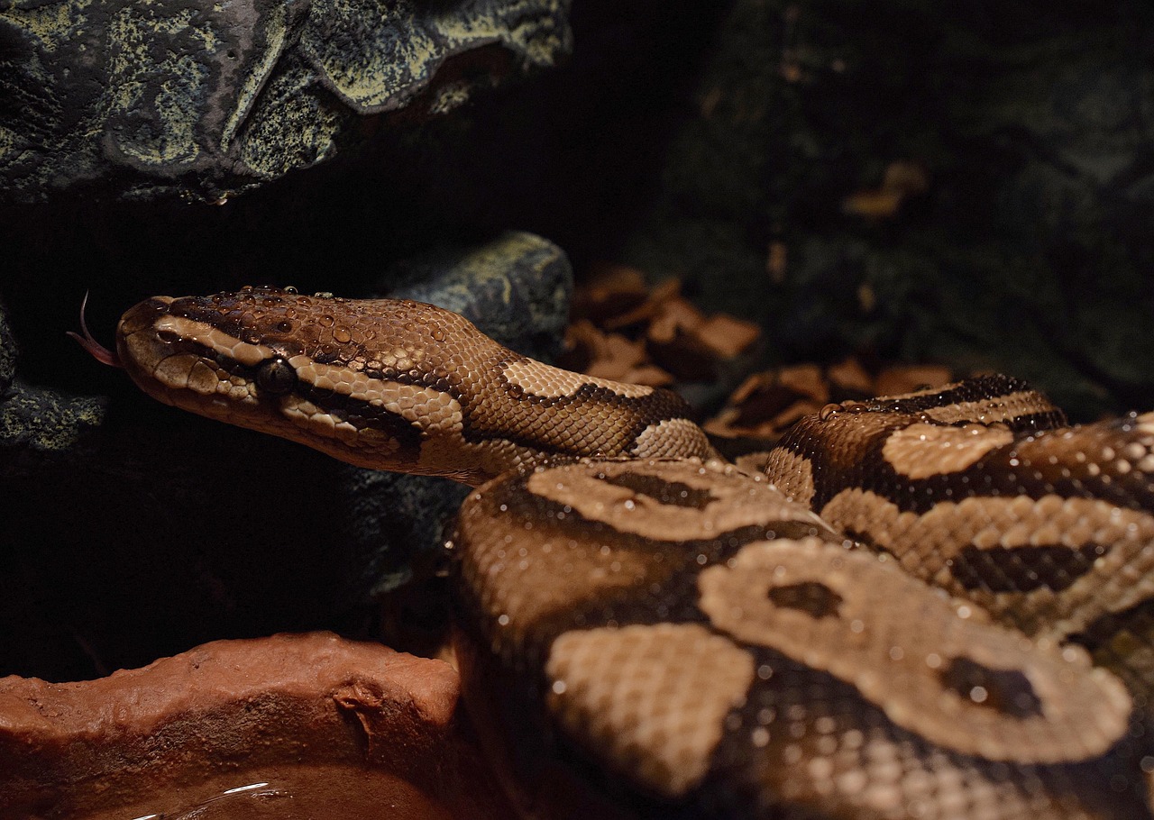 snakehead, yellow, waterdrop, ball python, snakeheads, python regius, choke snake, python, royal python, non toxic