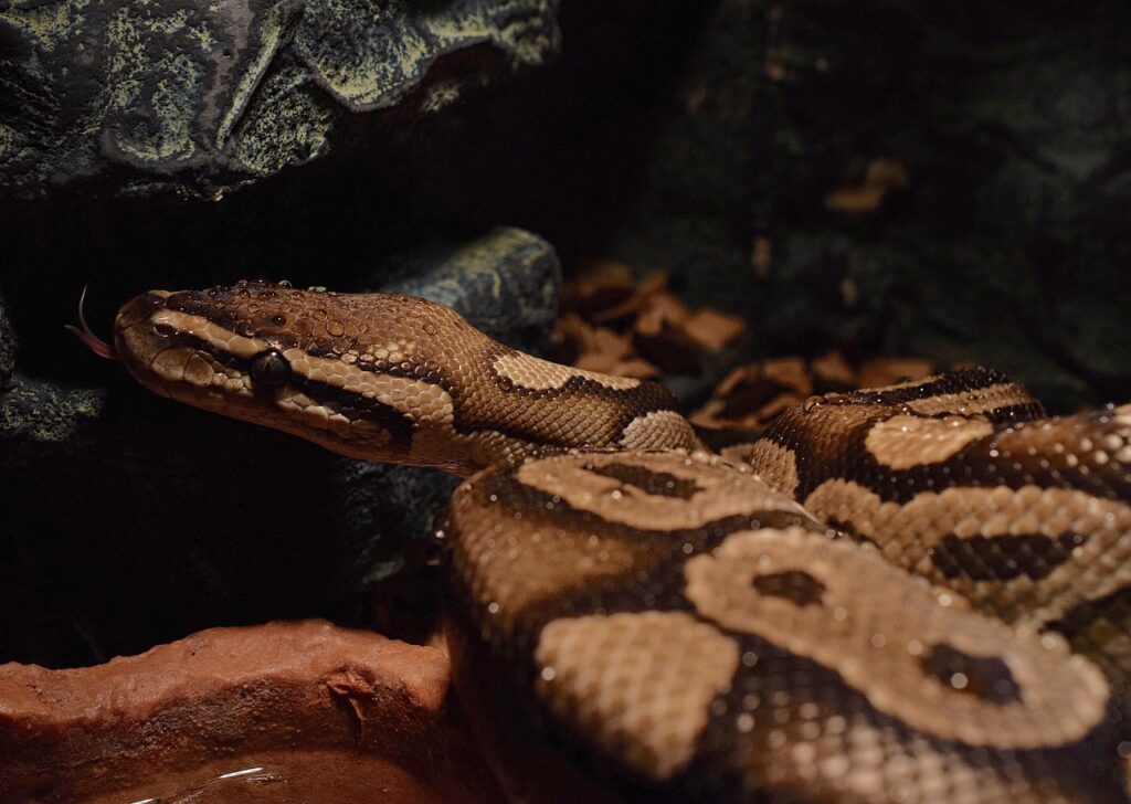 snakehead, yellow, waterdrop, ball python, snakeheads, python regius, choke snake, python, royal python, non toxic
