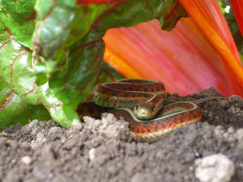 Feeding Frequency and Scheduling