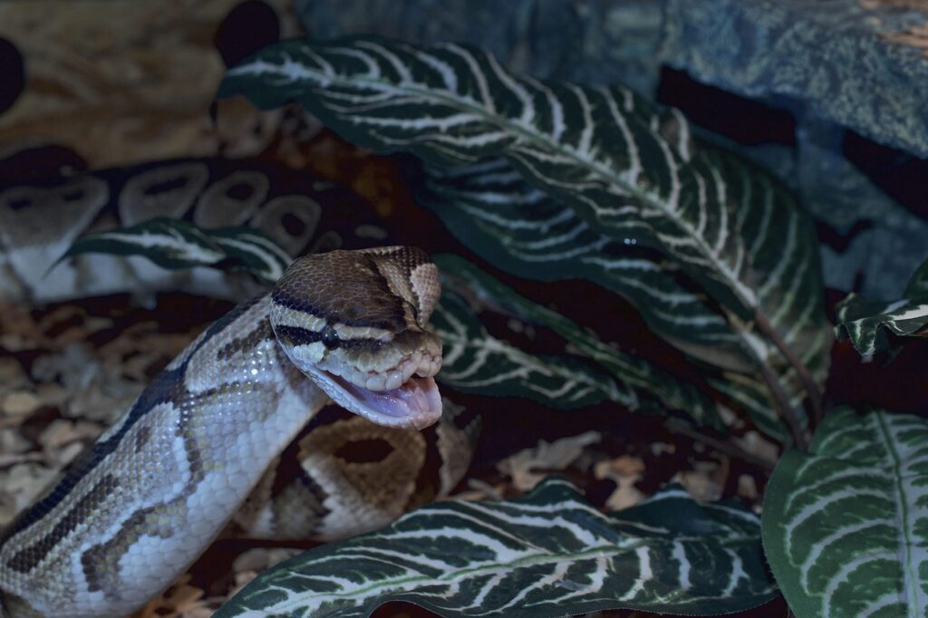 ball python, snakehead, snappy, python regius, foraging, terrarium, boa, choke snake, line, reptile, python, creature, head, animal, close up, exotic, nature, wildlife, mouse hunter, snakeheads