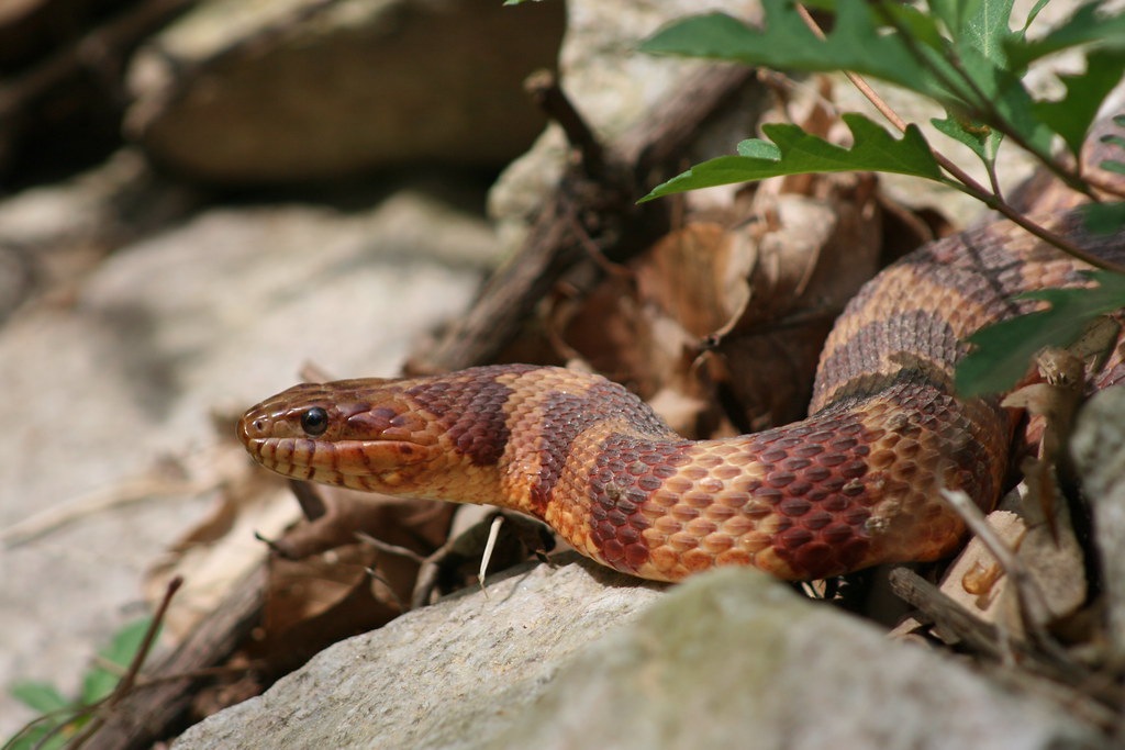 corn snake in its enclosure