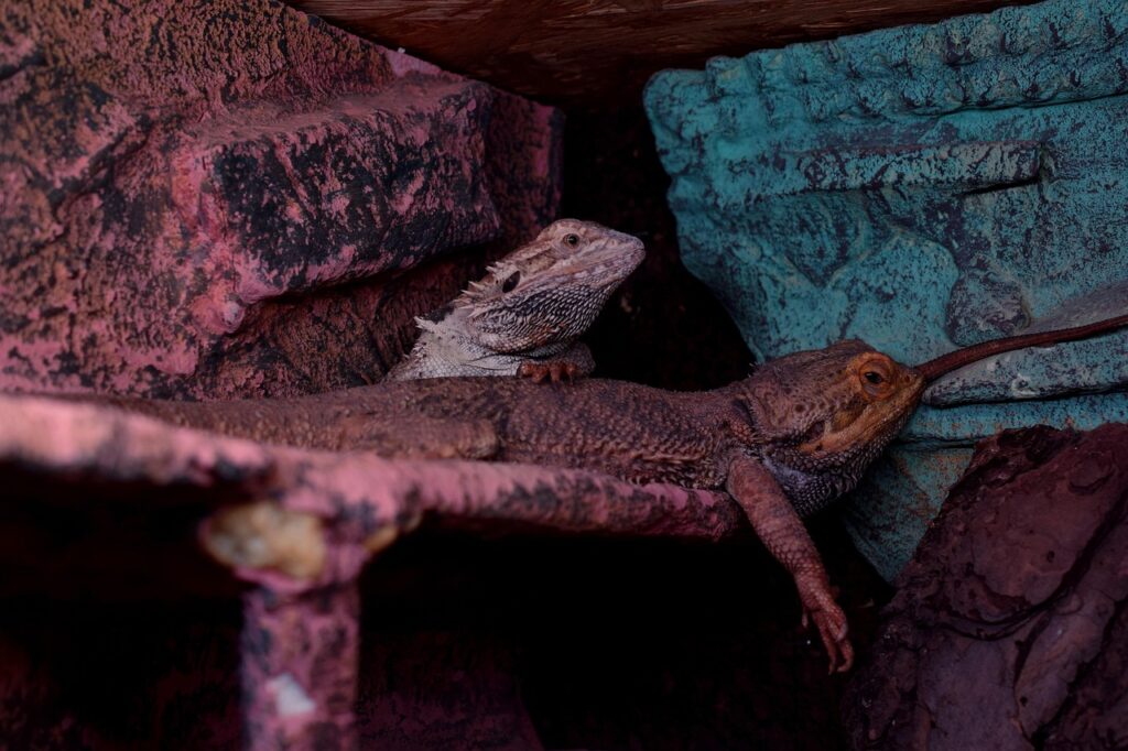 bearded dragons, agame, weary, terrarium, nature, bearded dragon pogona, attentive, creature, spur, vigilant, animal, curious, wildlife