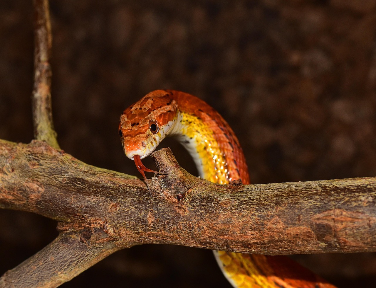 wildlife, corn snake, nature, animal, reptile, line, close up, wood, seek, colour, template, cute, corn snake, corn snake, corn snake, corn snake, corn snake