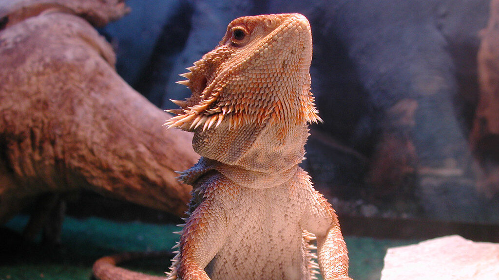 bearded dragon basking under a heat lamp