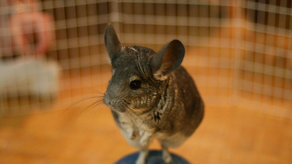 Chinchilla close up