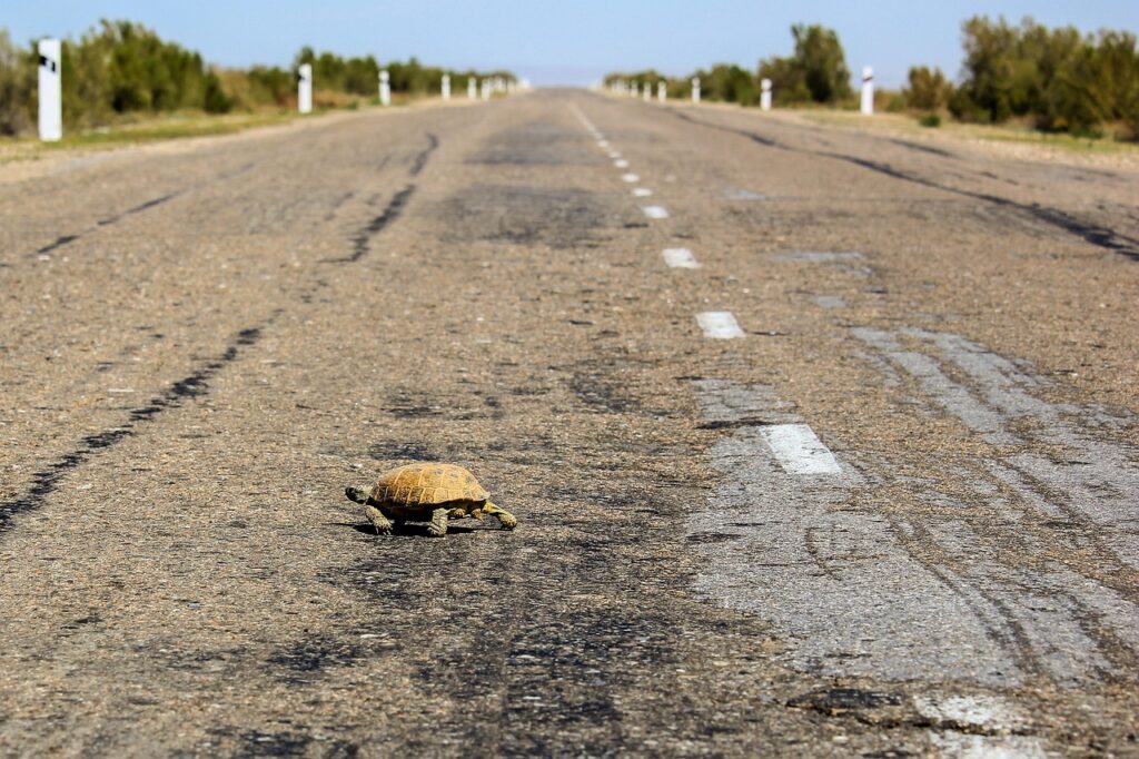 Fragmentation and Road Mortality