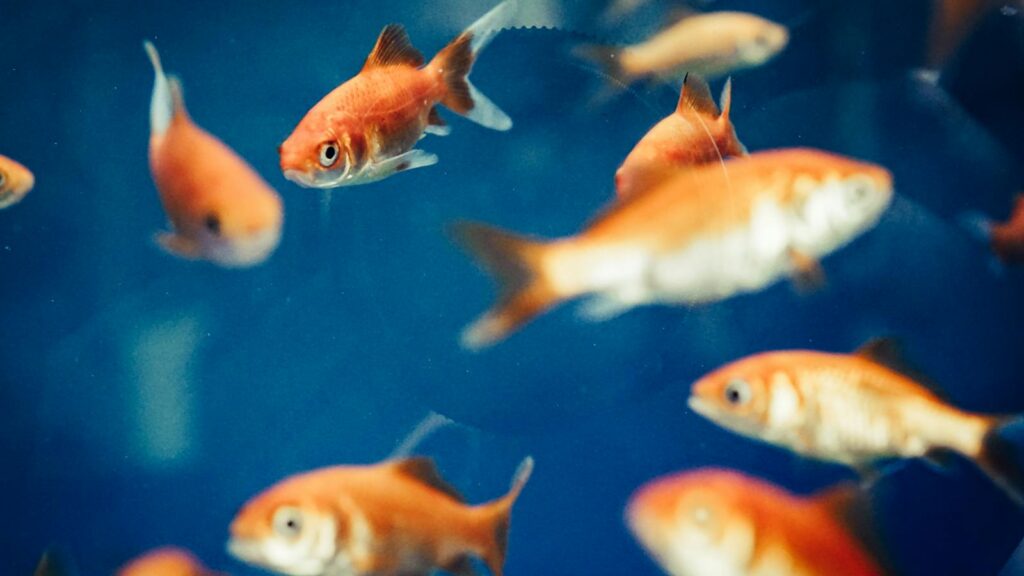 Dynamic shot of goldfish swimming in a clear blue aquarium, showcasing vivid aquatic life.