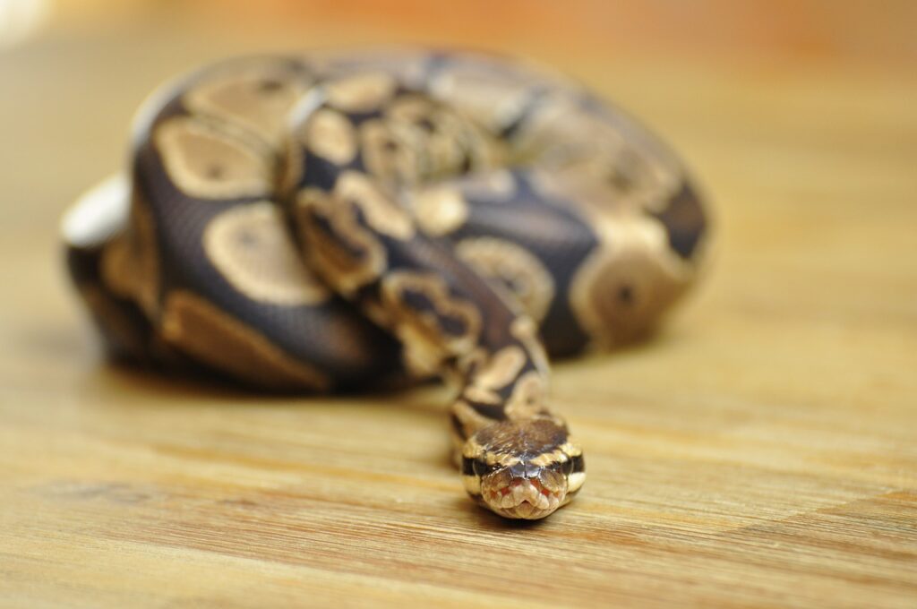 line, ball python, dandruff, choke snake, ball python, ball python, ball python, ball python, ball python