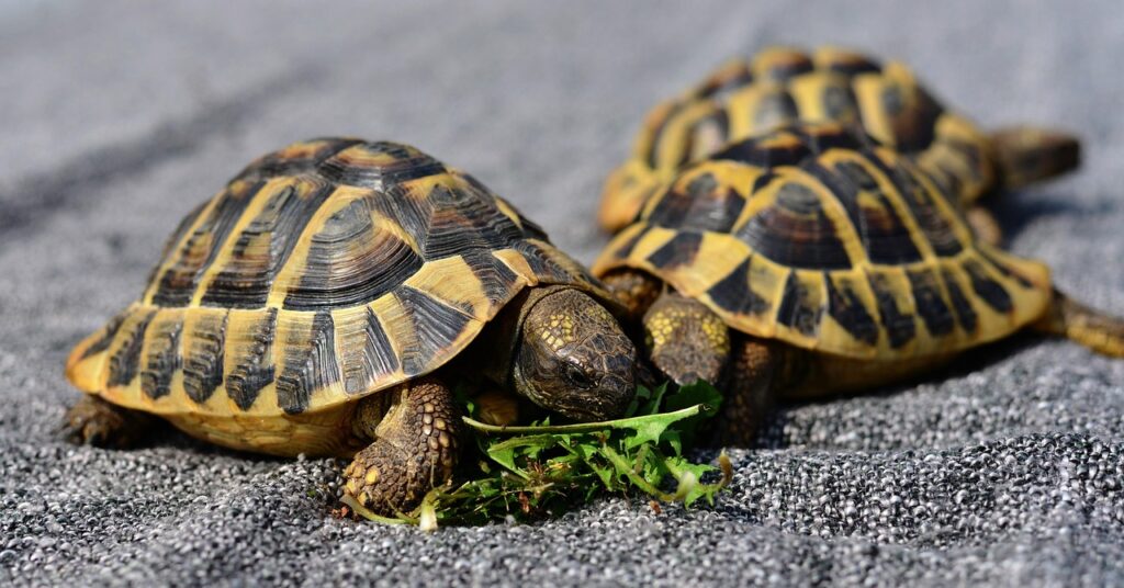 turtles, reptile, animal, tortoise shell, tortoise, nature, tank, wolf down, feeding