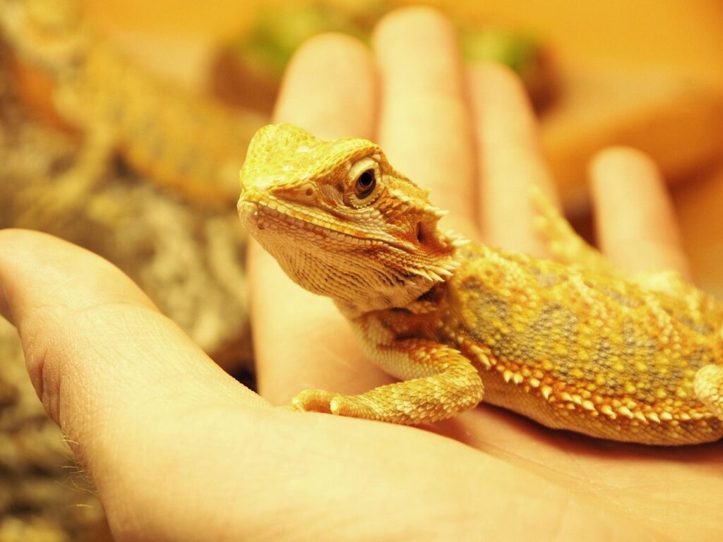 reptiles, bearded dragon, reptile, lizard, animal, terrarium, terraristik, young animals, creature, kaltblut, bearded dragons, close up, australia, nature, wildlife, bearded dragon, bearded dragon, bearded dragon, bearded dragon, bearded dragon, bearded dragons