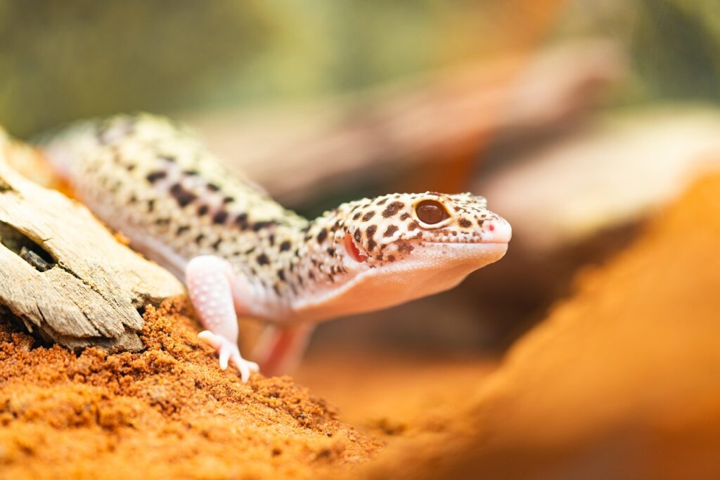 gecko, leopard gecko, lizard, reptile, nature, desert