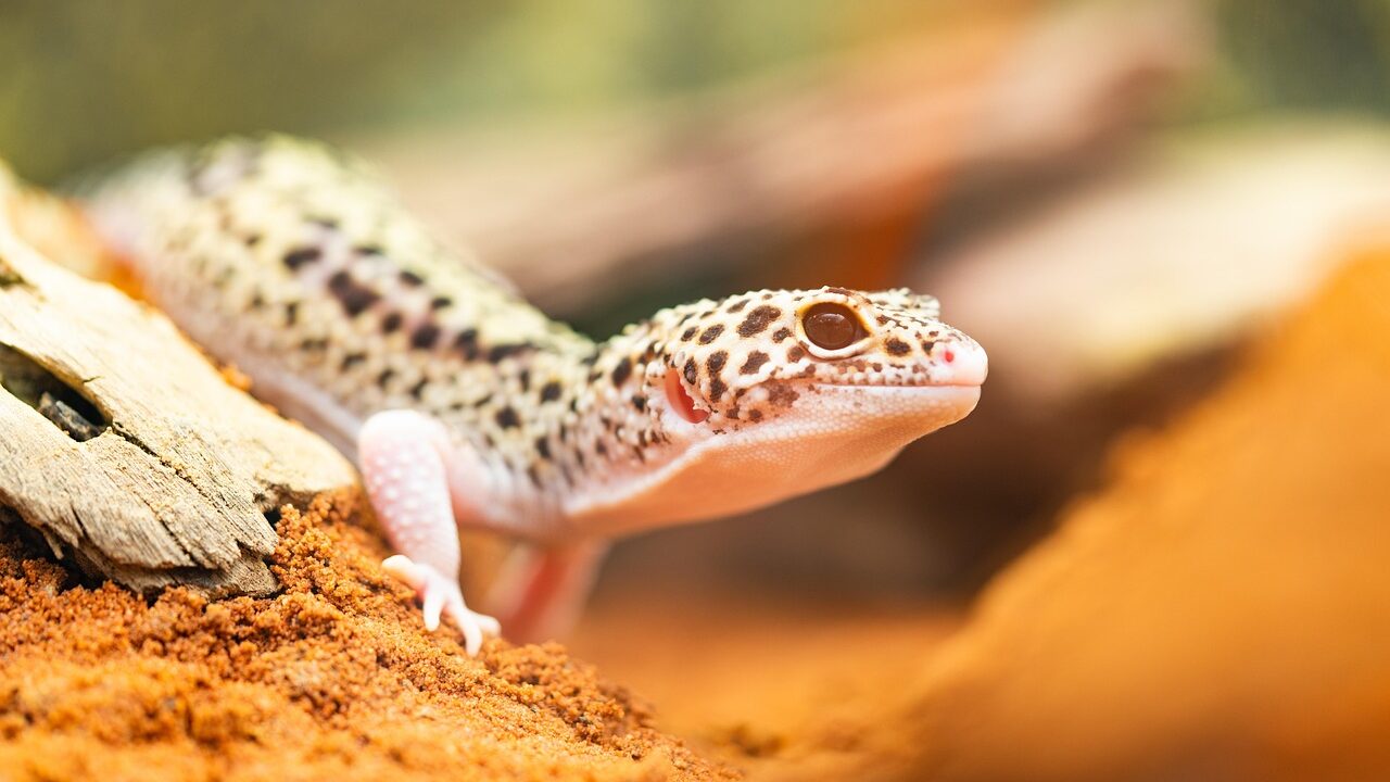gecko, leopard gecko, lizard, reptile, nature, desert