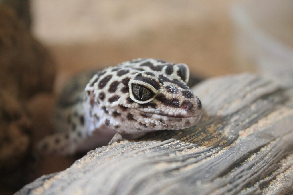 gecko, leopard gecko, geckos, tokay gecko, cooking gecko, leopard geckos, pet gecko, gecko pet, geko, gekko, best gecko, baby gecko, gecko pets, my geckos, gecko lizard, gecko images, brown cooking, gecko, leopard gecko, leopard gecko, leopard gecko, leopard gecko, leopard gecko, tokay gecko, geko