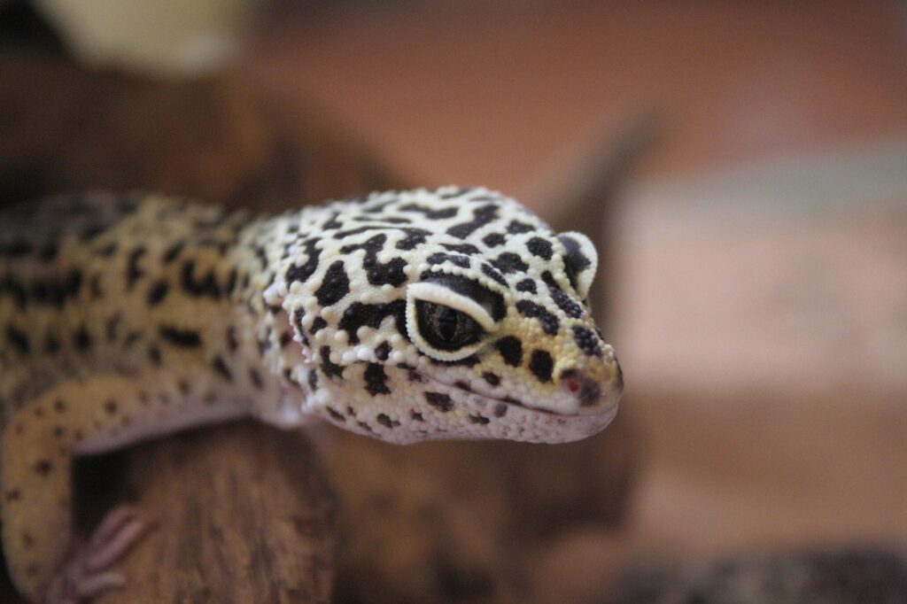 gecko, leopard gecko, geckos, tokay gecko, cooking gecko, leopard geckos, pet gecko, gecko pet, geko, gekko, best gecko, baby gecko, gecko pets, my geckos, gecko lizard, gecko images, leopard gecko, leopard gecko, leopard gecko, leopard gecko, leopard gecko, geko, geko
