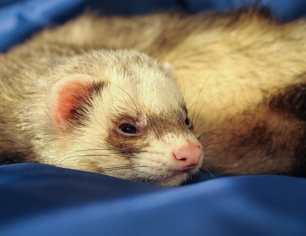 ferret, putoisé, mustélidé, drowsy, nature, animal