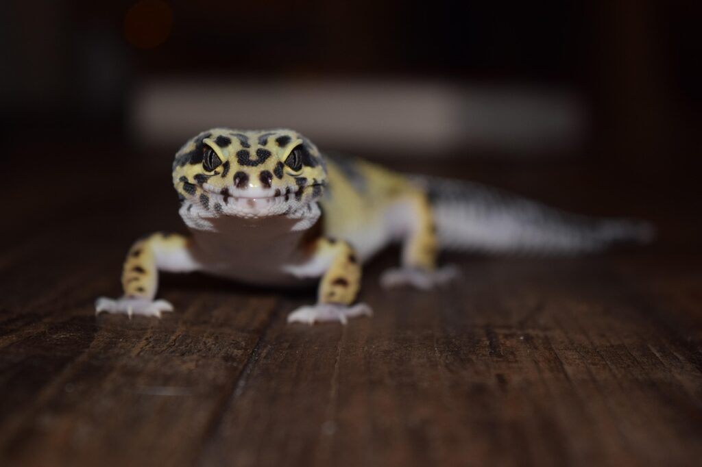 leopard gecko, pet, pets, animal, reptile, gecko, lizard, desert, nature, fauna, geckos, eublepharis macularius