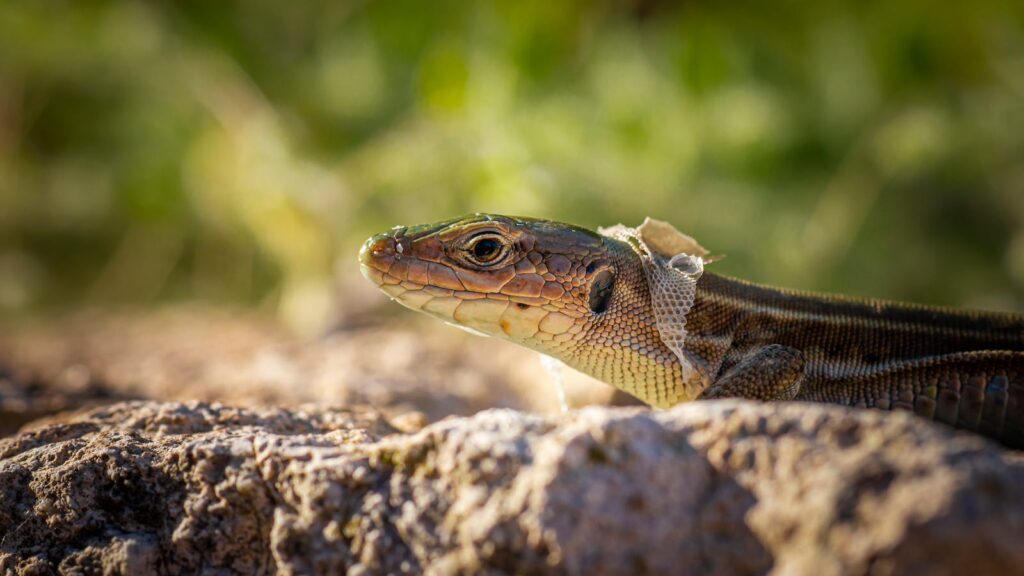 Close-up of an Iberian Wall Lizard shedding its skin on a rock in Zakinthos, Greece.