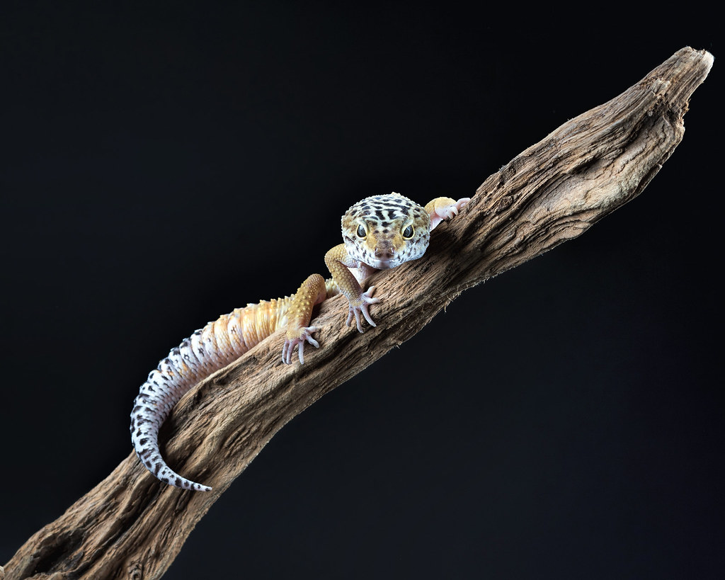Leopard gecko on a branch with a black background