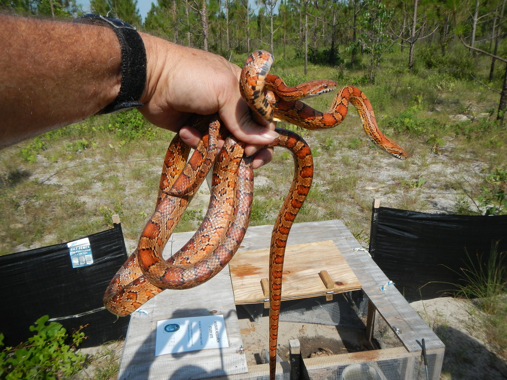 Myth 3: Corn Snakes Grow to Dangerous Sizes