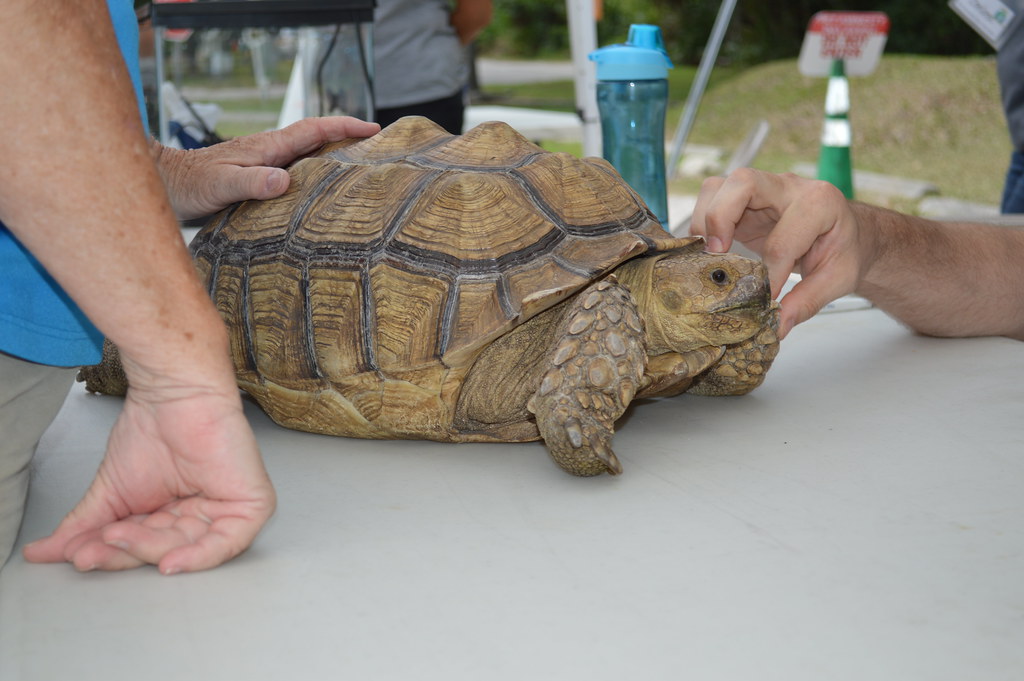 a tortoise on a table