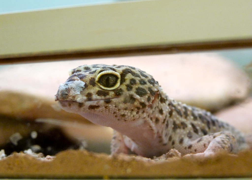 Leopard Geckos: From Wild Type to Super Giants