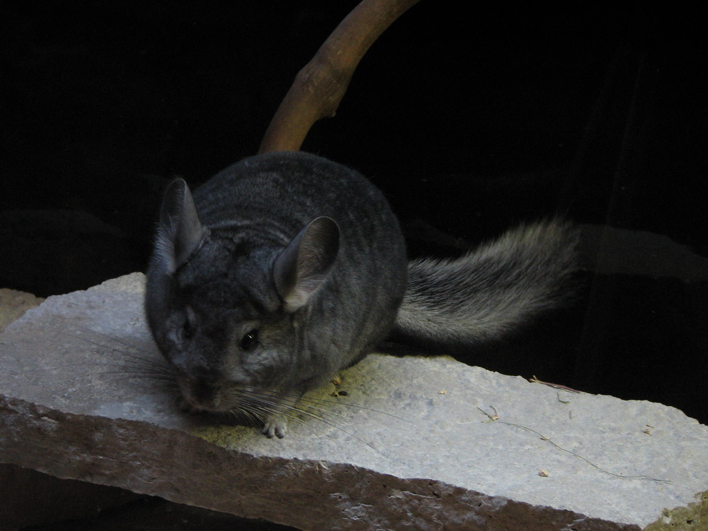 Chinchilla on a rock
