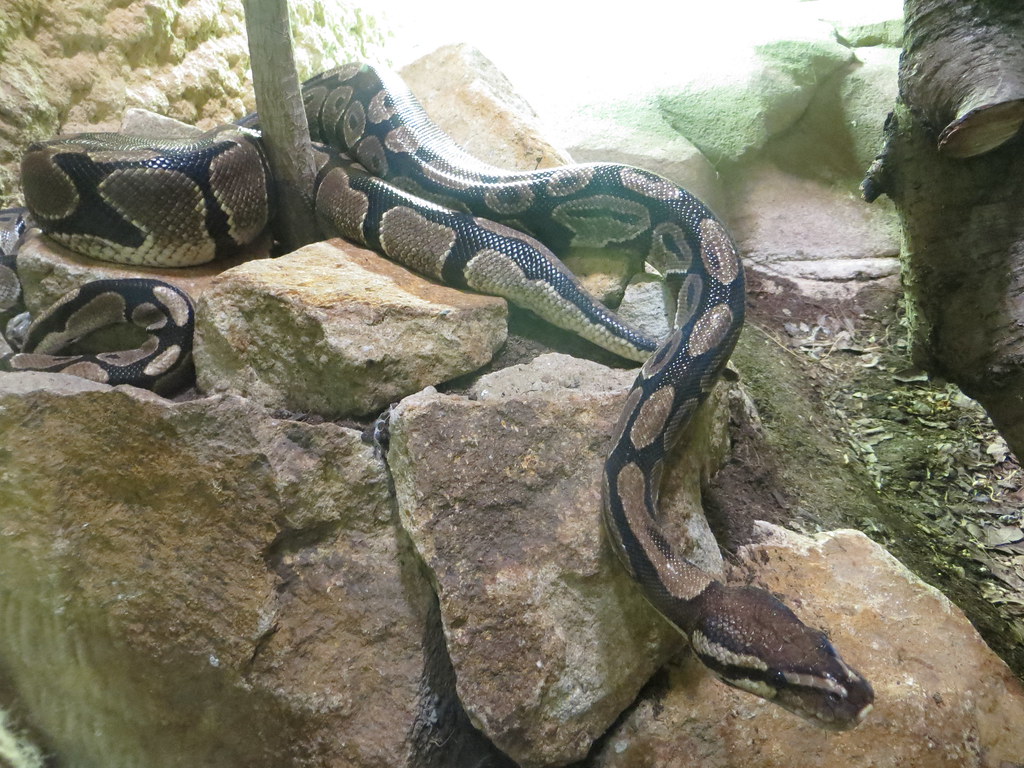 Wild Collection and Conservation Implications