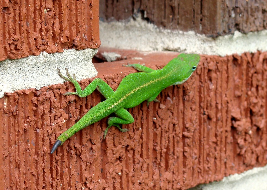 Stress Signals: When Your Lizard Might Drop Its Tail