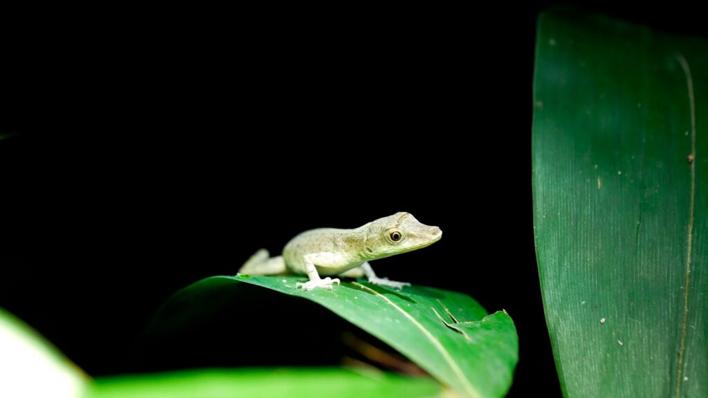 green frog on green leaf