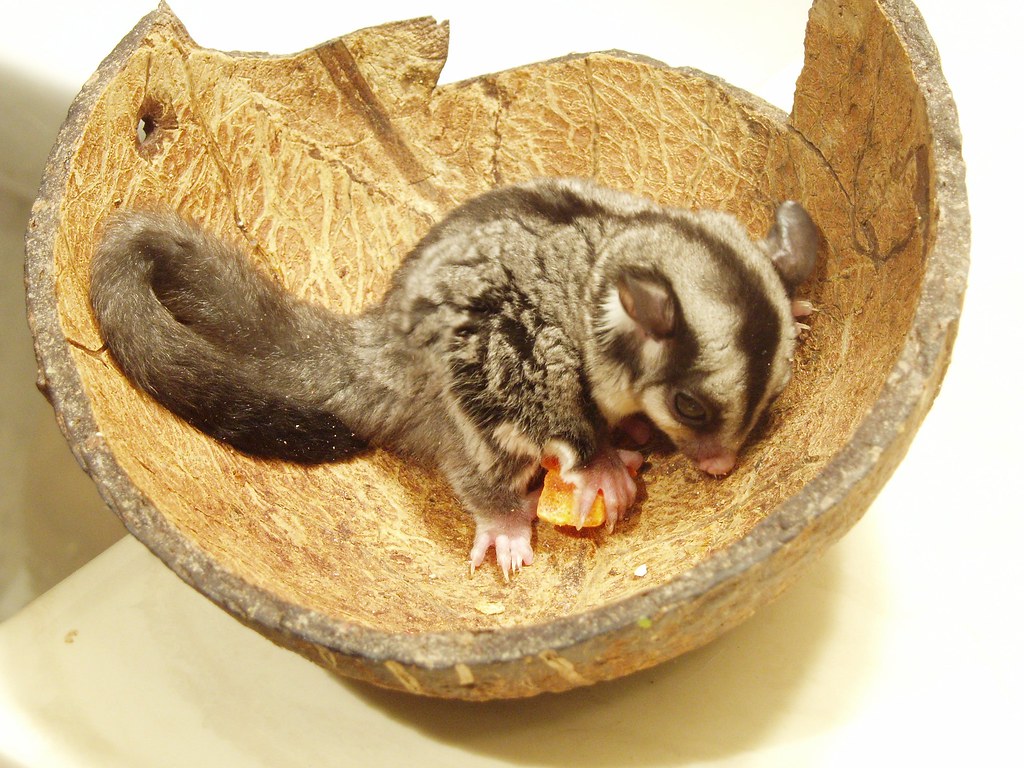 Sugar glider baby in a coconut husk