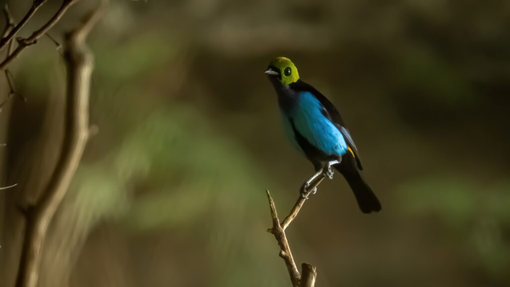 a blue and yellow bird sitting on top of a tree branch