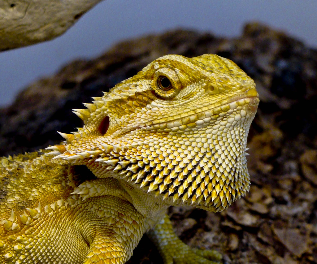 close up of a Bearded dragon