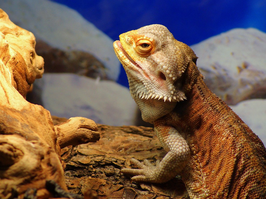 bearded dragon near a heat lamp