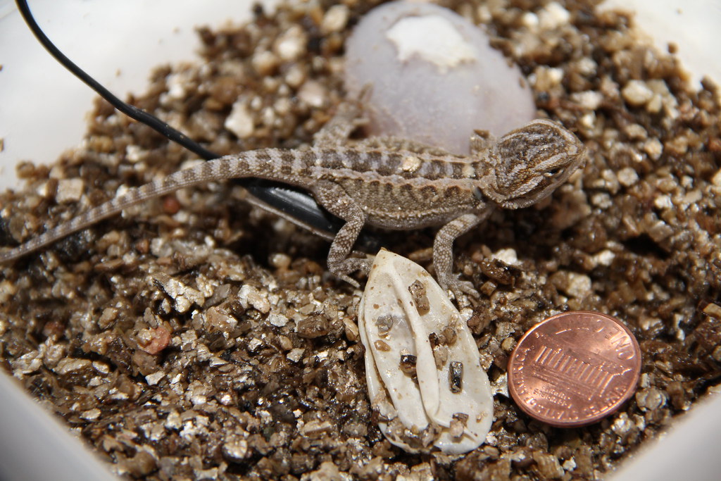Bearded Dragon Hatchling next to another egg