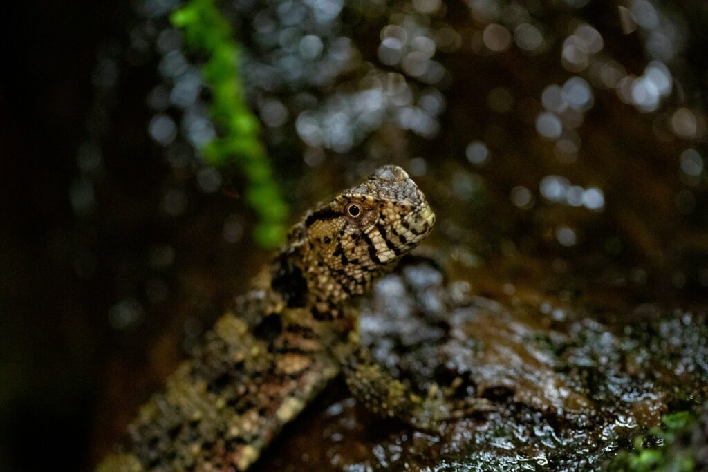 a close up of a small lizard on a rock