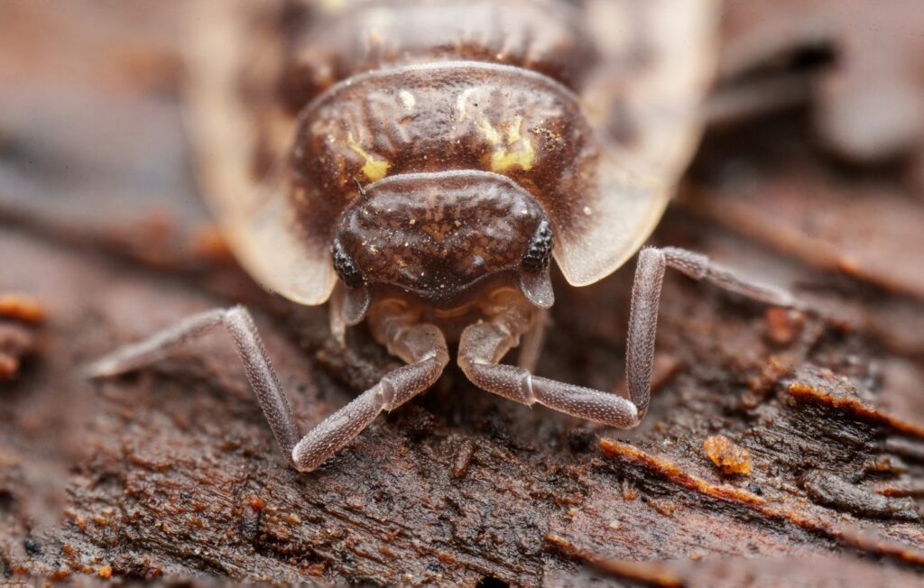 Isopod