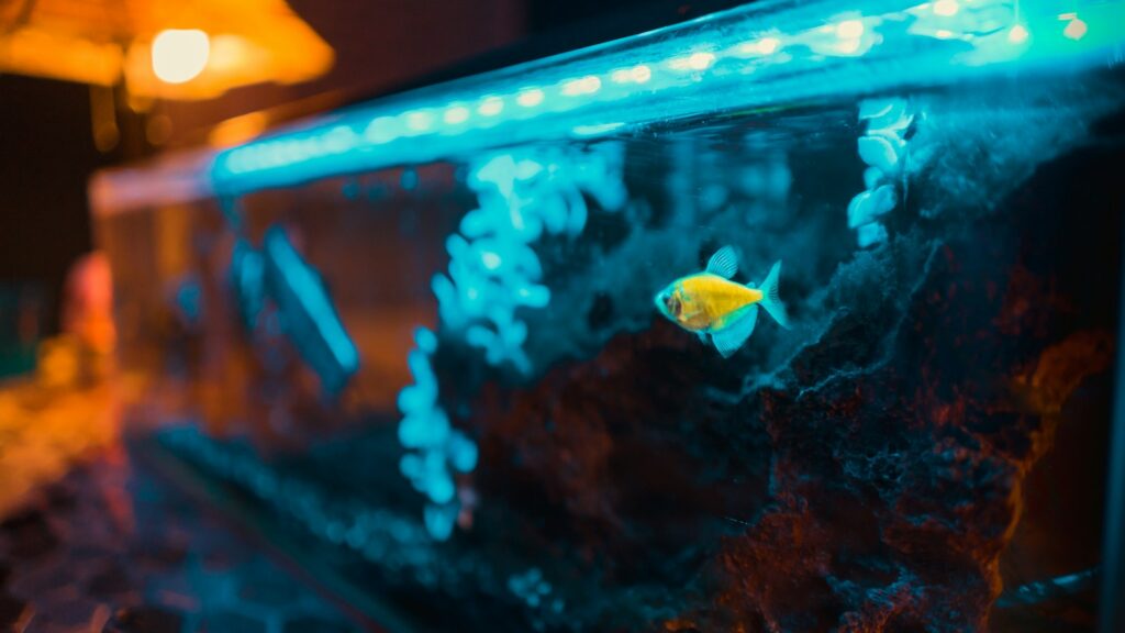 Rectangular fish tank with blue lighting, showcasing a small, translucent fish and artificial decorations.