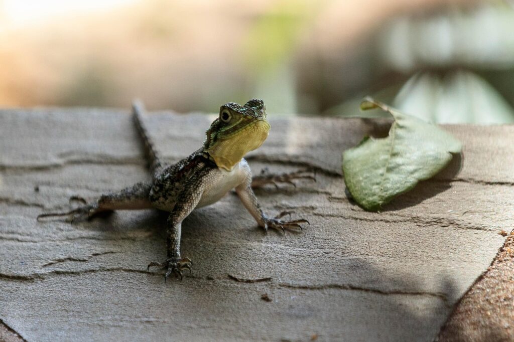 Reproductive Behaviors and Courtship Signals
