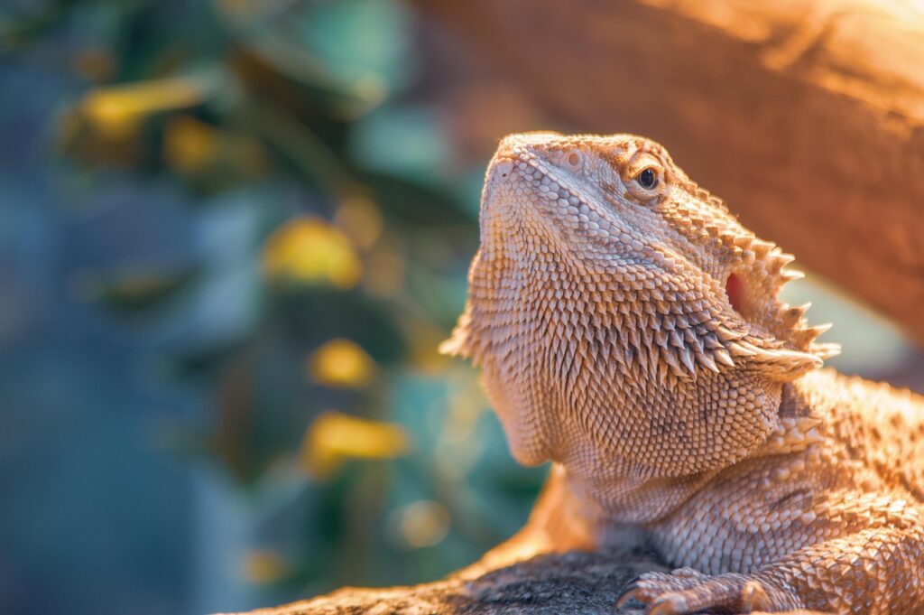 Benefits of Outdoor Time for Bearded Dragons