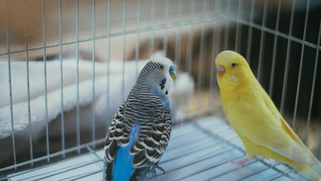 Close-up of vibrant parakeets, a yellow and a blue one, perched inside a cage indoors.