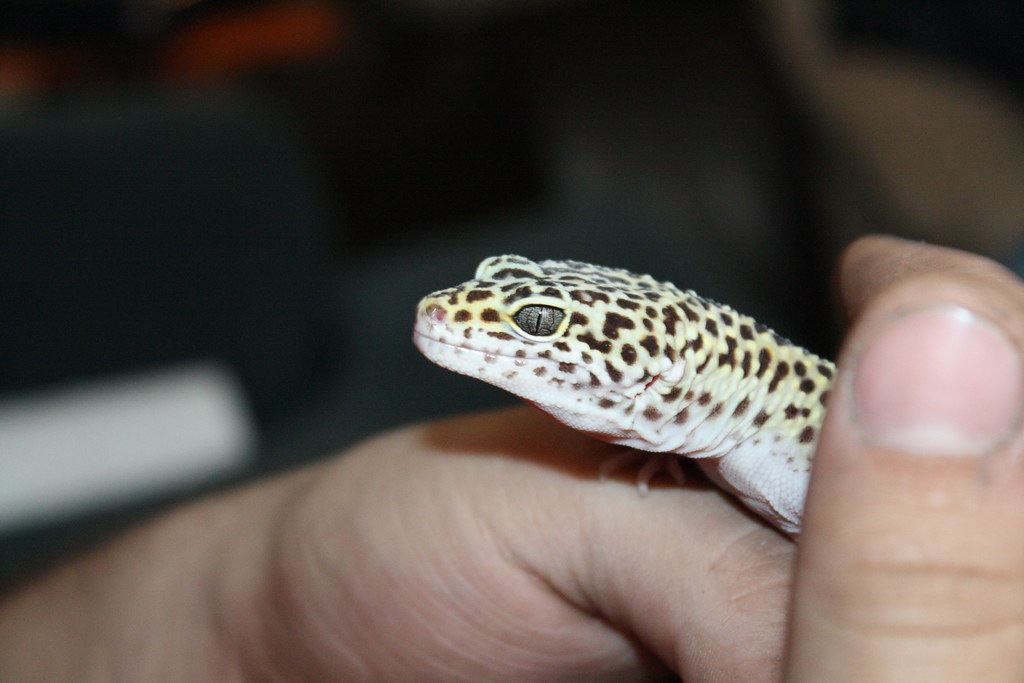 Leopard Gecko in a persons hand