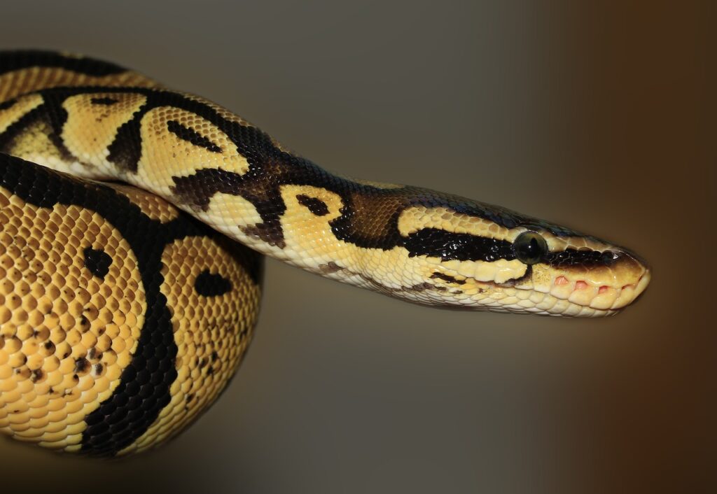 snake, python, animal, ball python, royal python, python regius, reptile, wildlife, fauna, wilderness, nature, close up, animal world, wildlife photography, snake, snake, snake, snake, snake, python